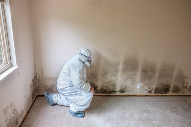 Why You Should Choose Our Mold Remediation Services in Kendall West, FL